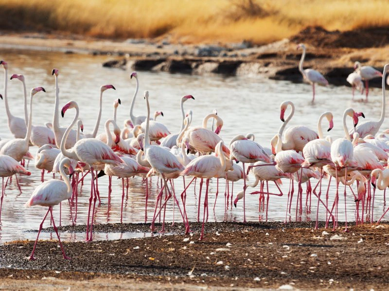 Tanzania Ngorongoro Nationaal Park flamingo's