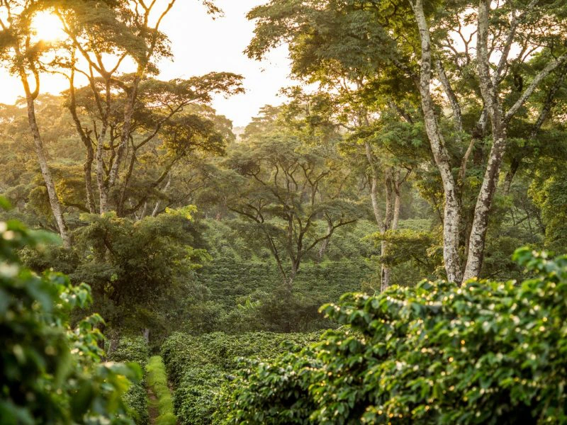 special stay Kilimanjaro