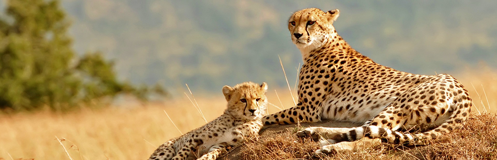 Tanzania met kinderen rondreis- langs de wilde dieren