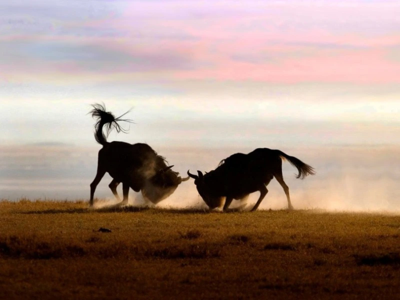 Ngorongoro met kinderen