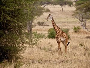 Hoogtepunten Tanzania reis met kinderen - giraffe