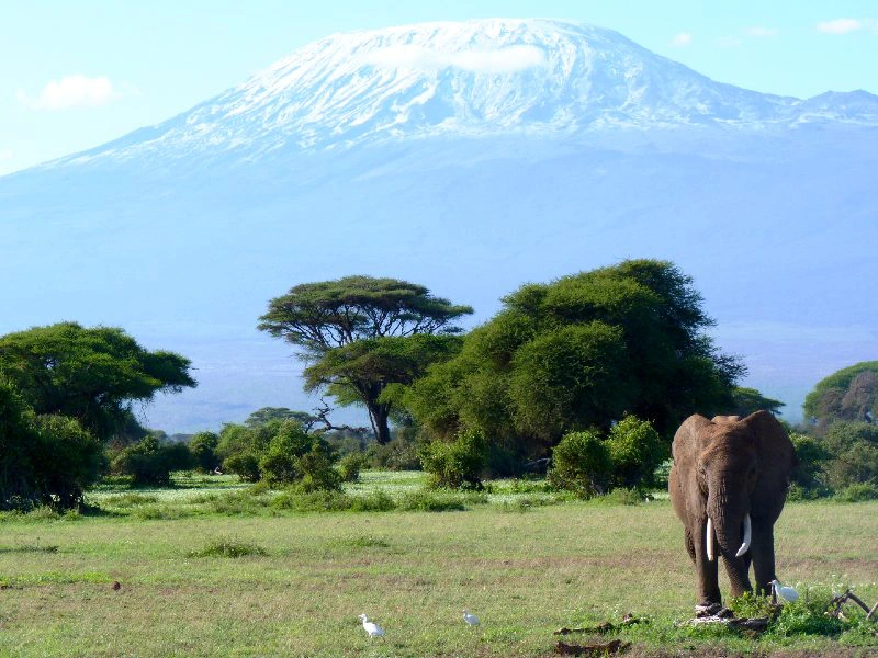tsavo olifant met kilimanjaro op de achtergrond