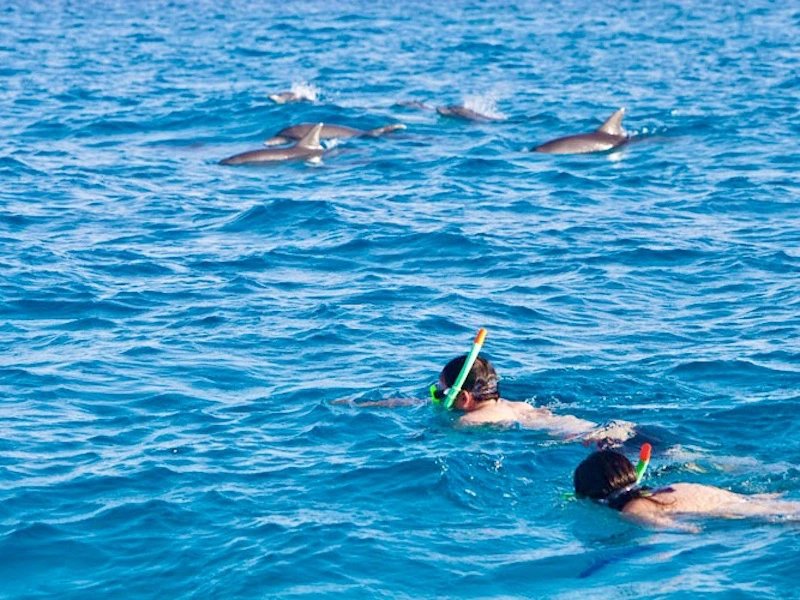 Zanzibar - snorkelen bij dolfijnen