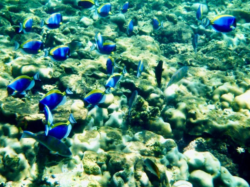 Zanzibar - snorkelen