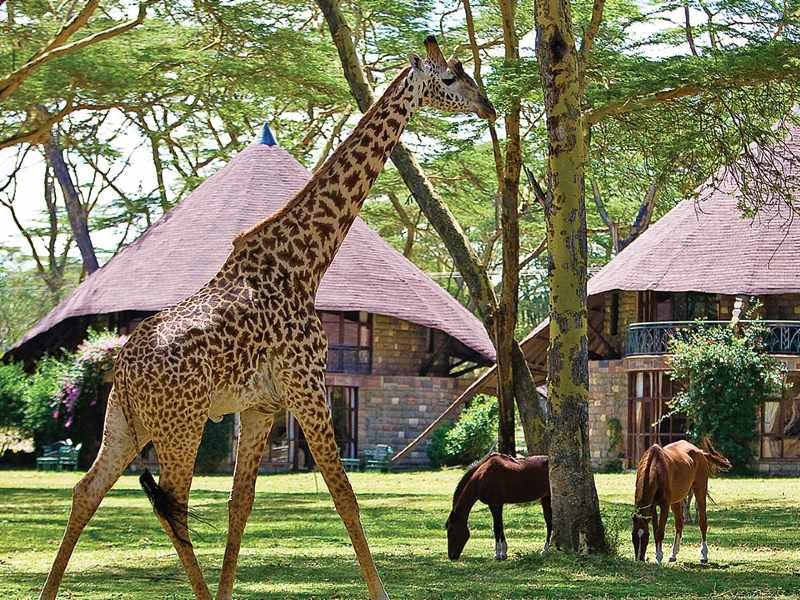 Overnachten in een huisje in Naivasha