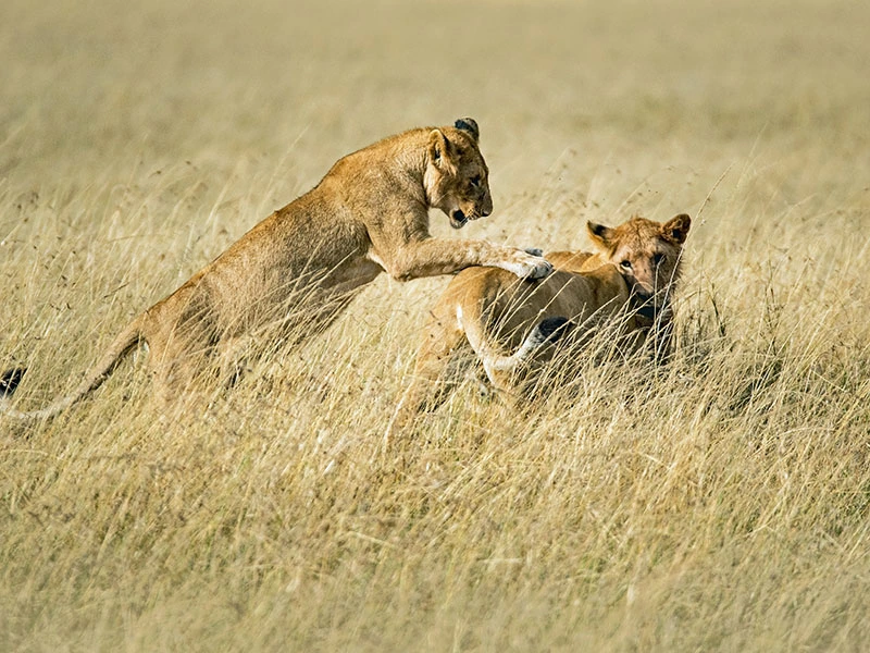 leeuwen Serengeti national park