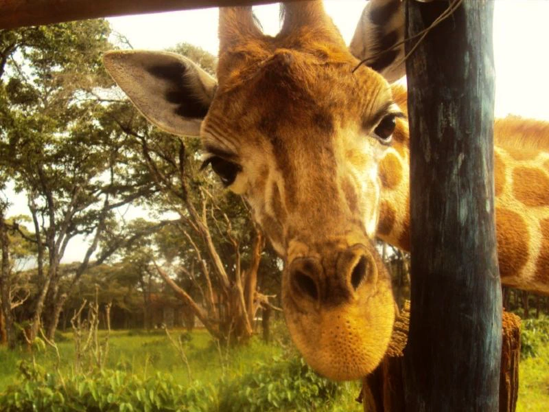 Nairobi reis excursie giraffenopvang
