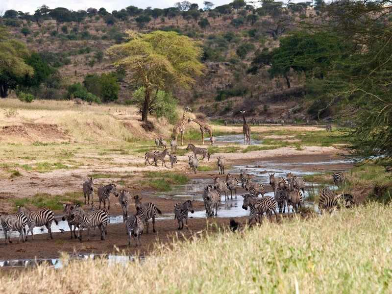 Safari Tanzania
