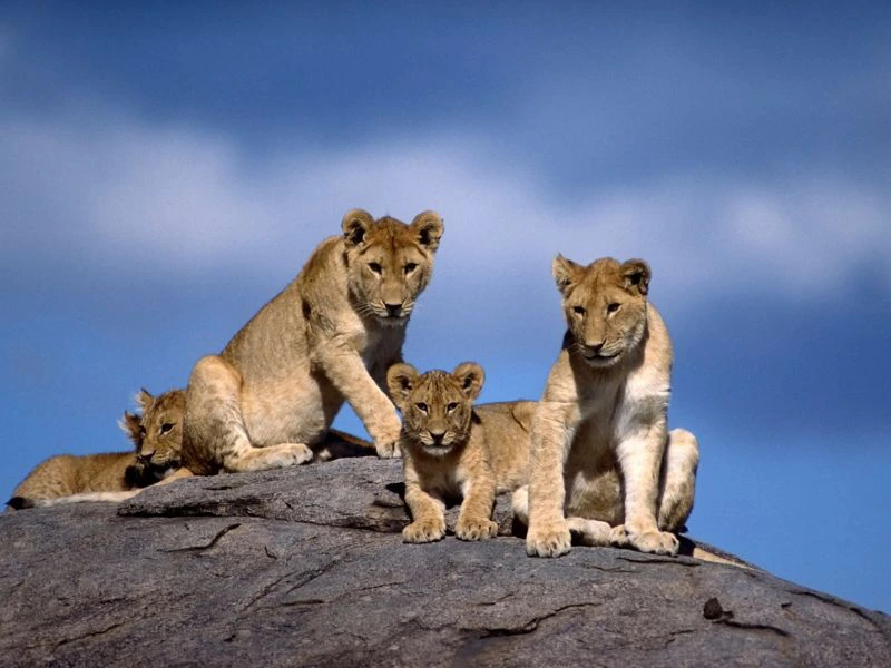 Leeuwin met haar welpen op een rots in Tanzania.