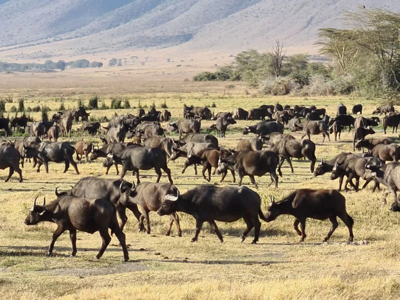 Grote groep Afrikaanse buffels in het savannelandschap van het Serengeti National Park.