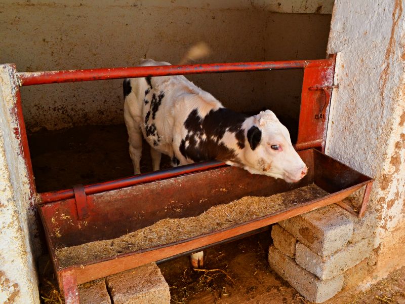 Marokko vakantie met kinderen dieren