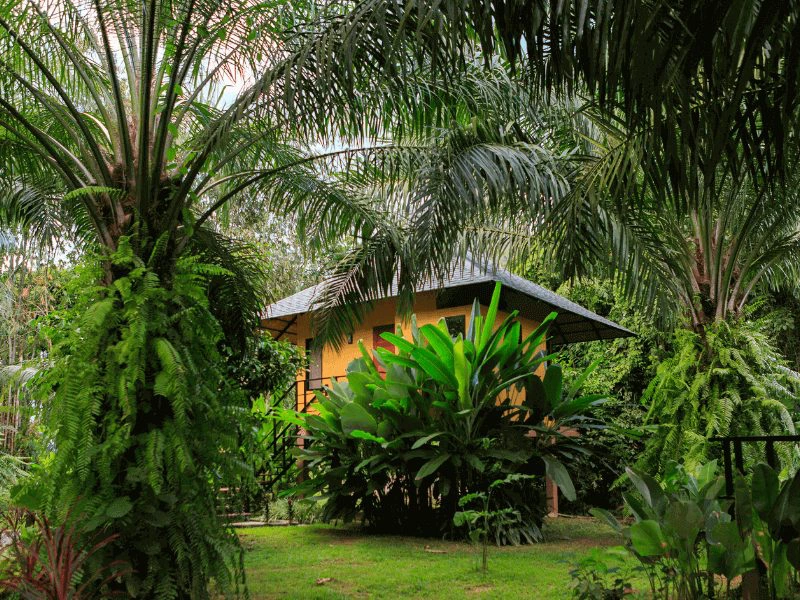 jungle lodge in thailand