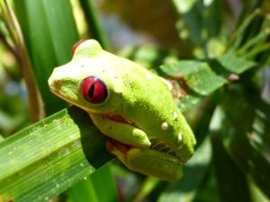 Een felgroene kikker met opvallende rode ogen zit op een groen blad in een tropische omgeving.