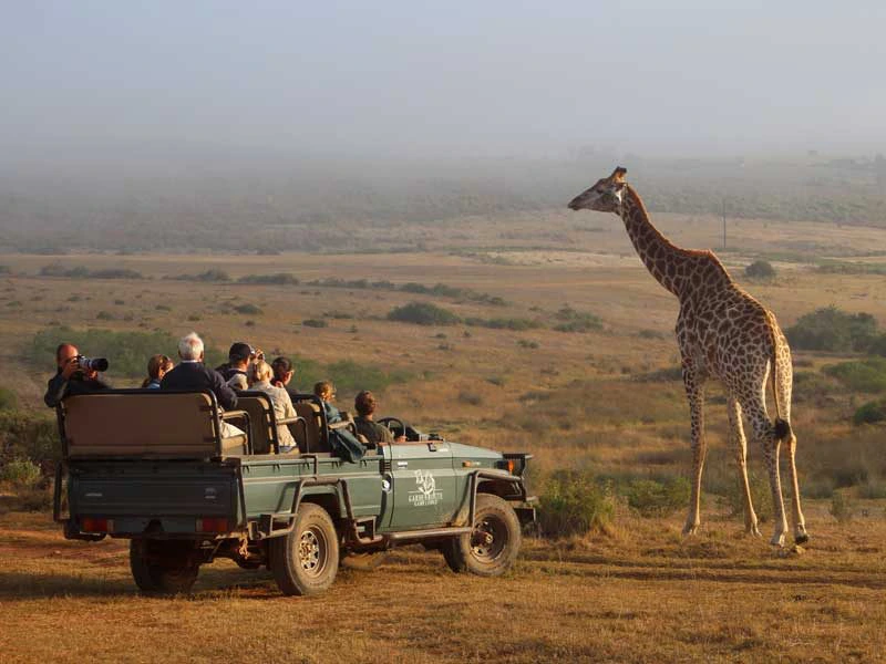 Toeristen in een safari-jeep maken foto’s van een giraffe die dichtbij staat op de Afrikaanse savanne.