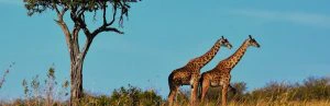 tanzania-wildlife