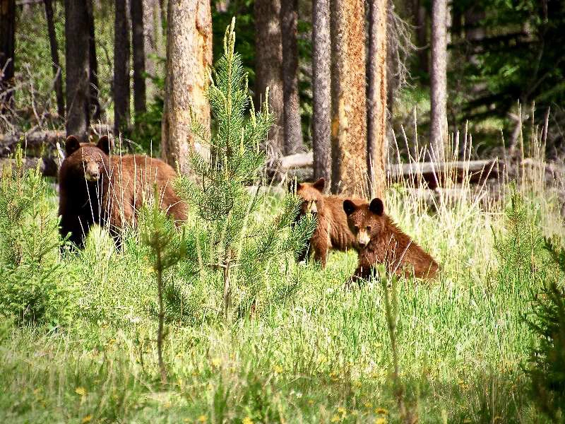 Canada wilde dieren spotten