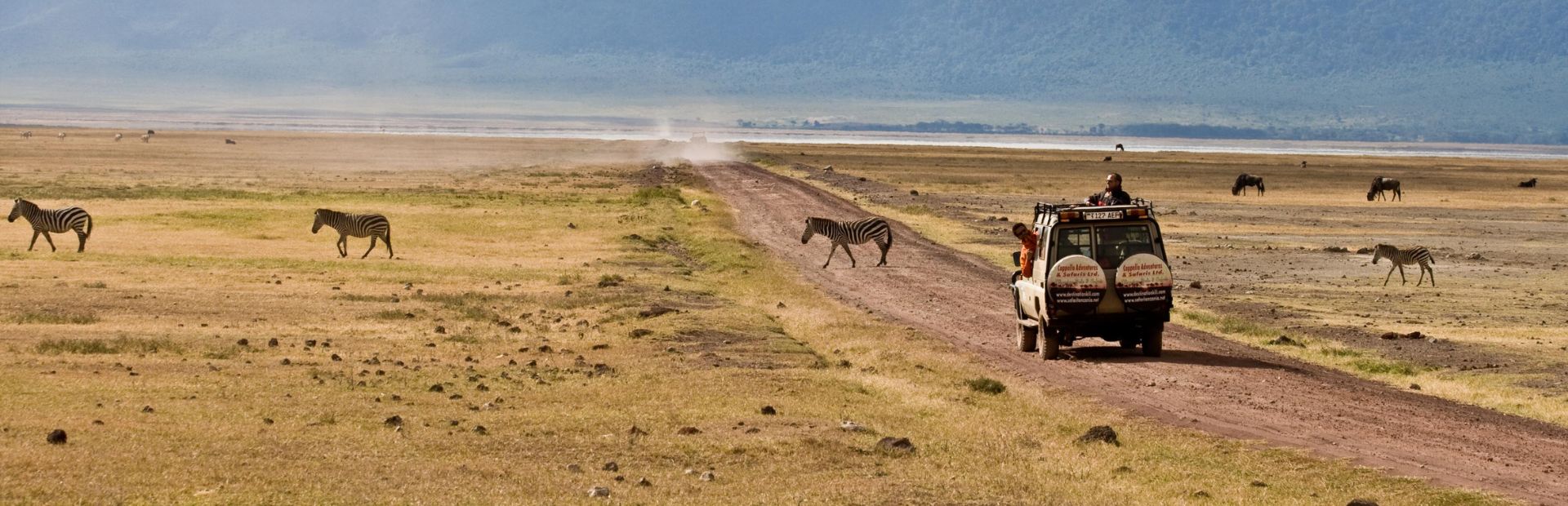 Safari-jeep rijdt over een stoffige weg door een savanne, terwijl meerdere zebra’s de weg oversteken en grazen in de omgeving.