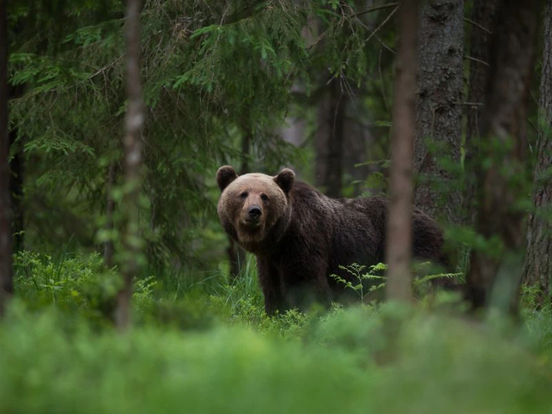 Bruine beer in Zweden