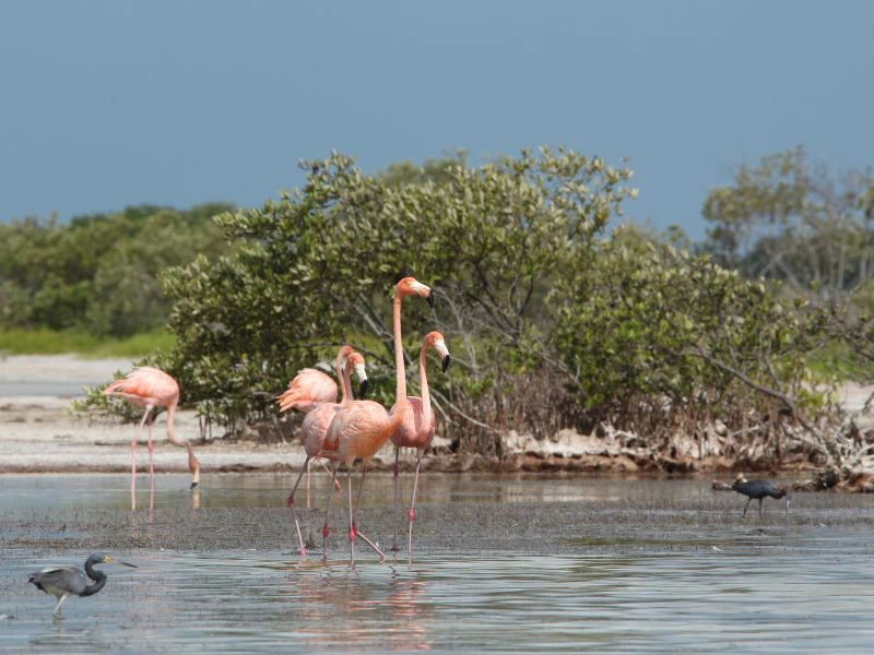Flamingo op Sardinië