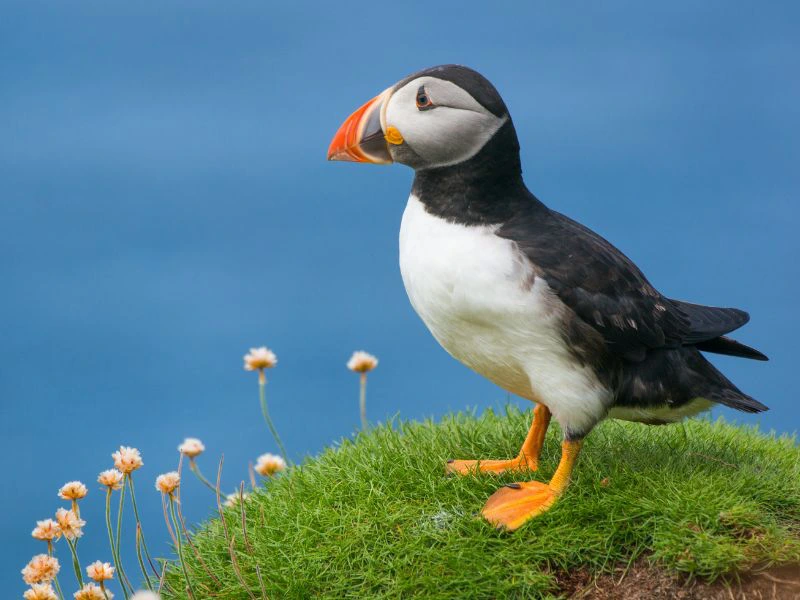 Puffin in Iceland