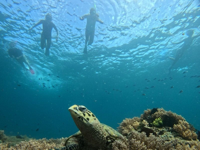 Onderwaterbeeld van een schildpad met snorkelaars die boven het rif drijven.