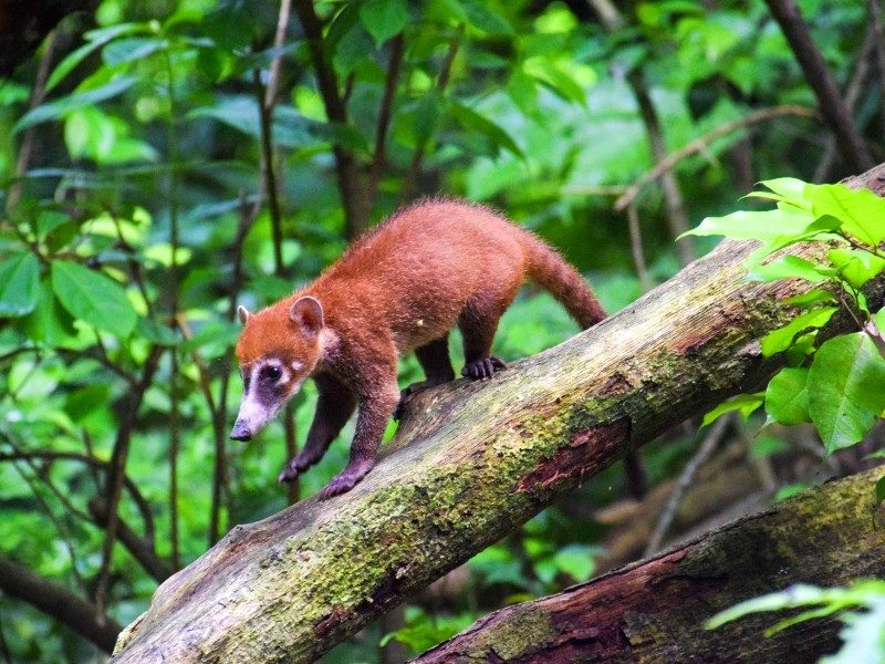 Mexico met kinderen Hotel Belize