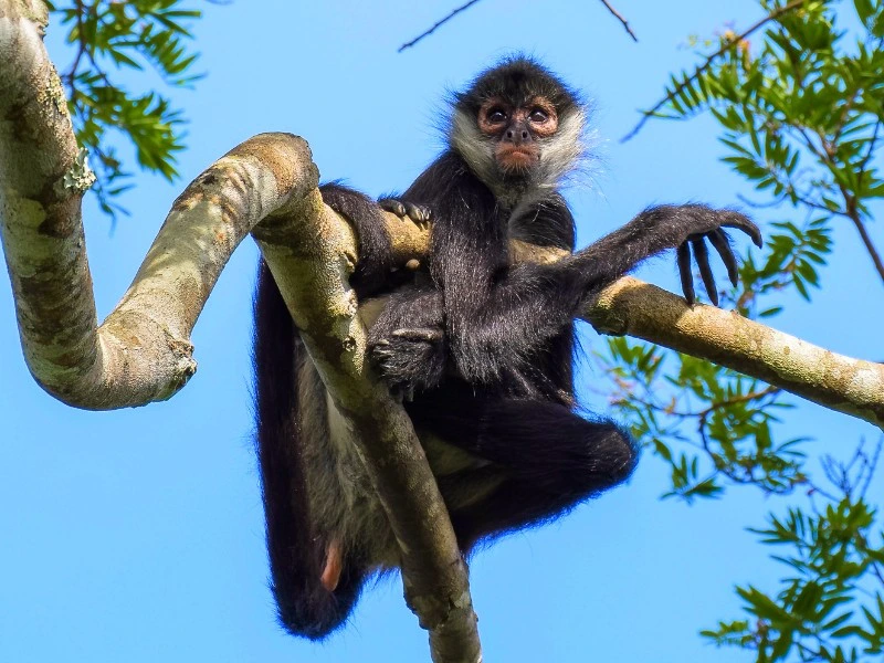 Mexico met kinderen aap