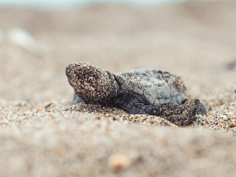 Ecuador Puerto Lopez schildpad