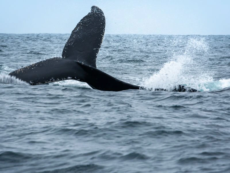 Ecuador Puerto Lopez walvis