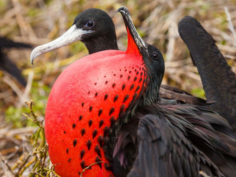 Fregat vogels op Isla de la Plata in Ecuador