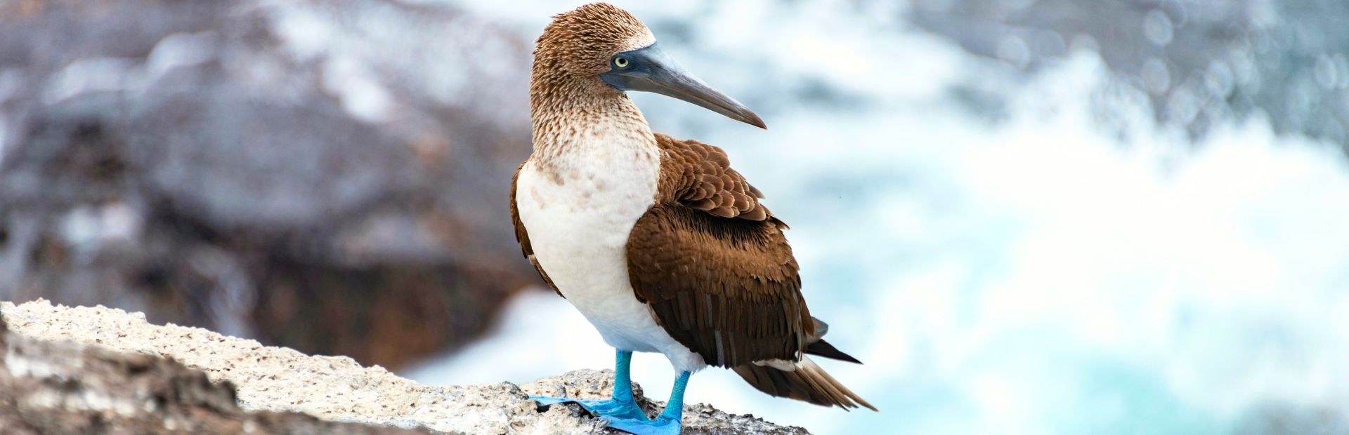 Blauwvoetgenten op Galapagos