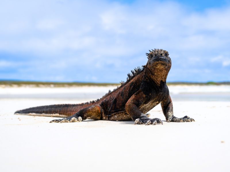 Leguaan op strand van Santa Cruz