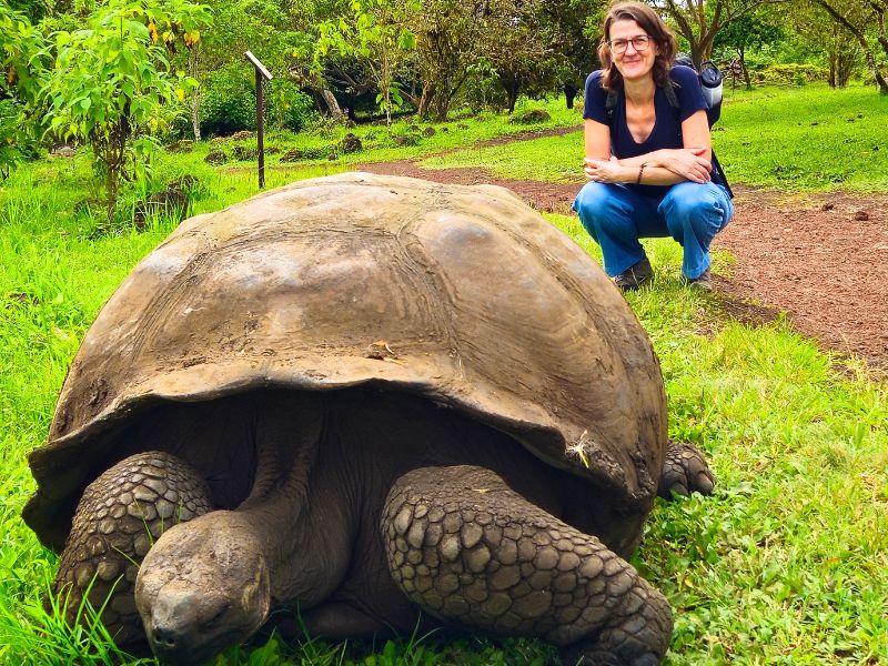 Santa Cruz Galapagos reuzen schildpad in Ecuador