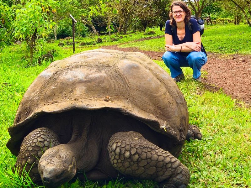Santa Cruz Galapagos reuzen schildpad in Ecuador