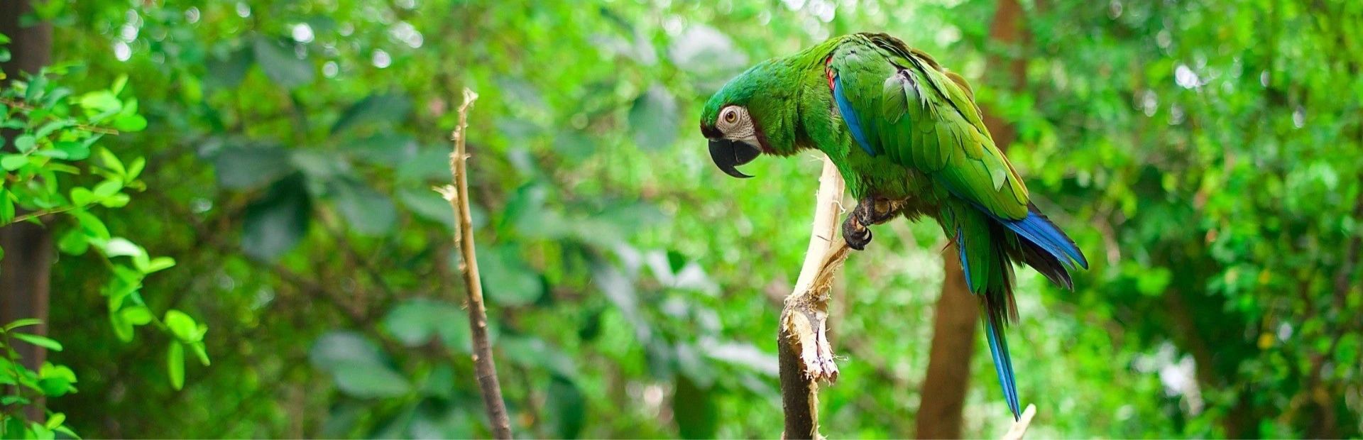 Tena Amazone jungle papagaai