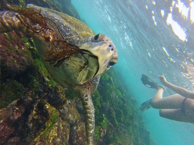 Snorkelen bij tintoreras Galapagos