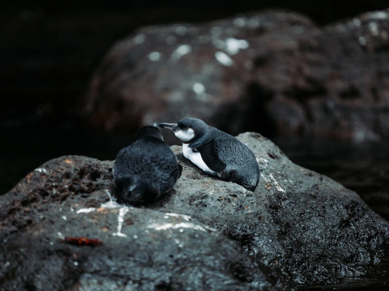 Bartolome onbewoond eiland Galapagos