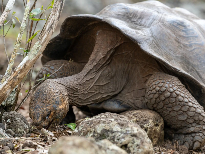 Highland tour San Cristobal-10