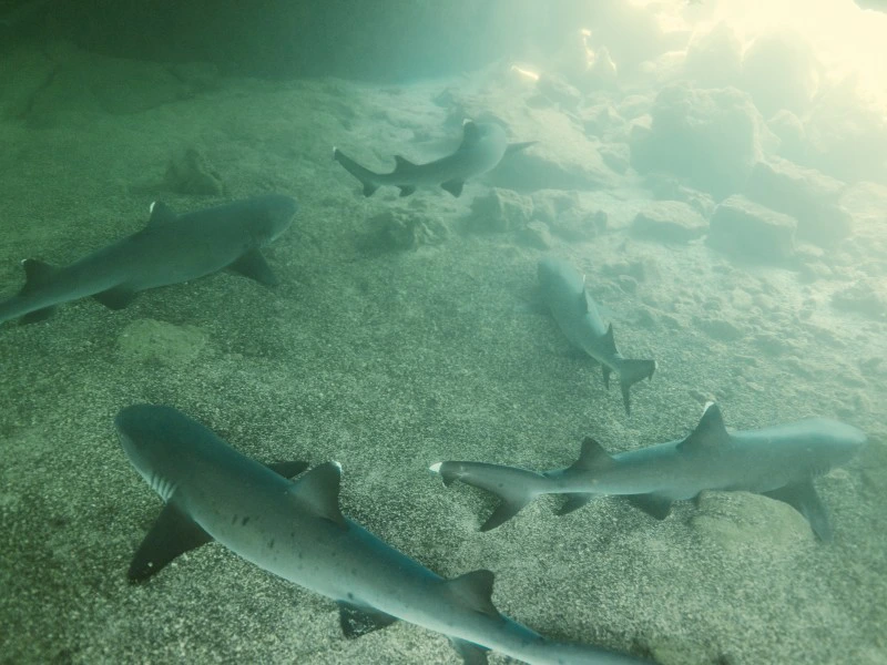 Isabela Los Tuneles Galapagos