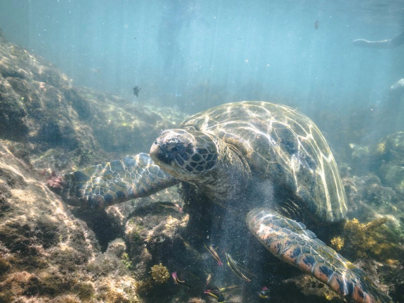 Isabela Los Tuneles Galapagos