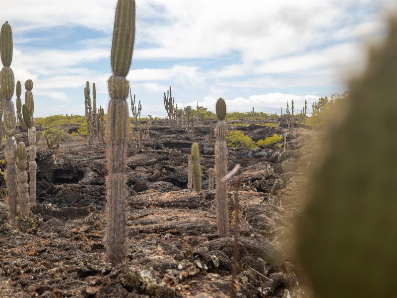 Isabela Los Tuneles Galapagos