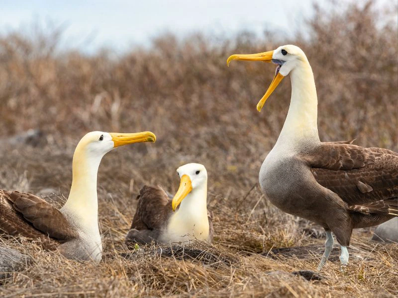 Albatrossen op de Galapagos eilanden