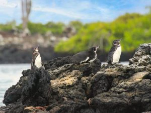 Galapagos penguins op Isabela