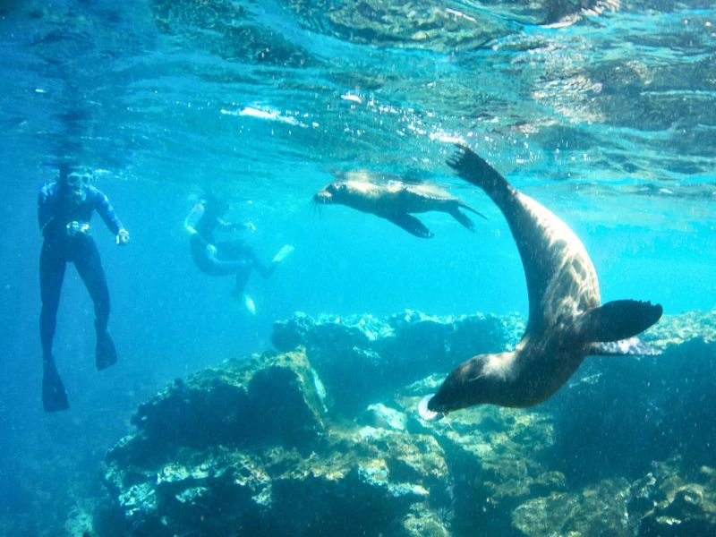 Snorkelen met zeeleeuwen Galapagos Ecuador
