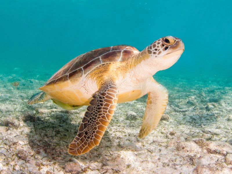 Zeeschildpad in de Galapagos
