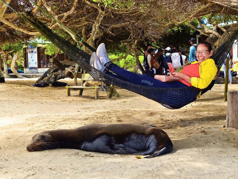 Zeeleeuw bij hangmat op Isabela Galapagos