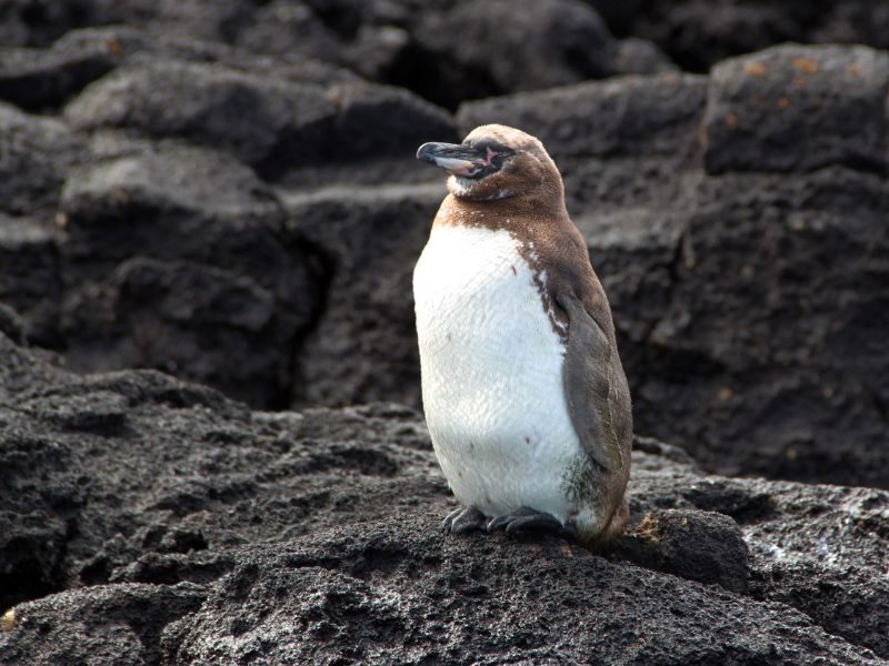 Pinguin bij Isla Isabela Galapagos