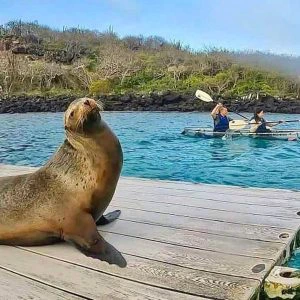 Kayakken Galapagos