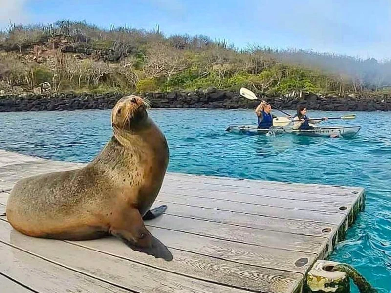 Kayakken Galapagos