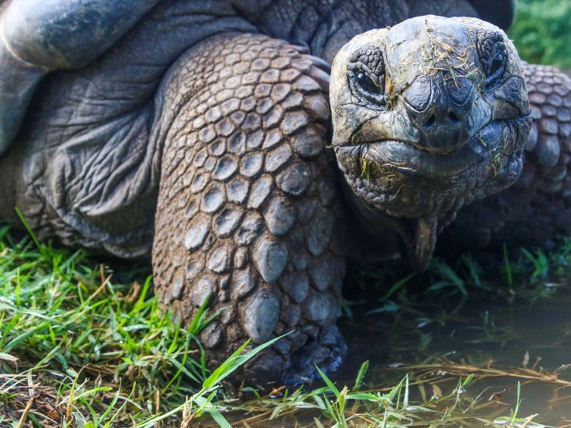 Schildpadden op de Galapagos eilanden